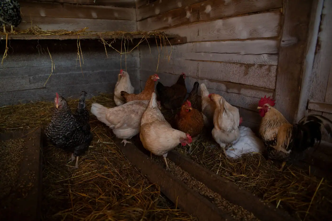 Chickens in a wooden coop, where burrowing rats move in under the floor