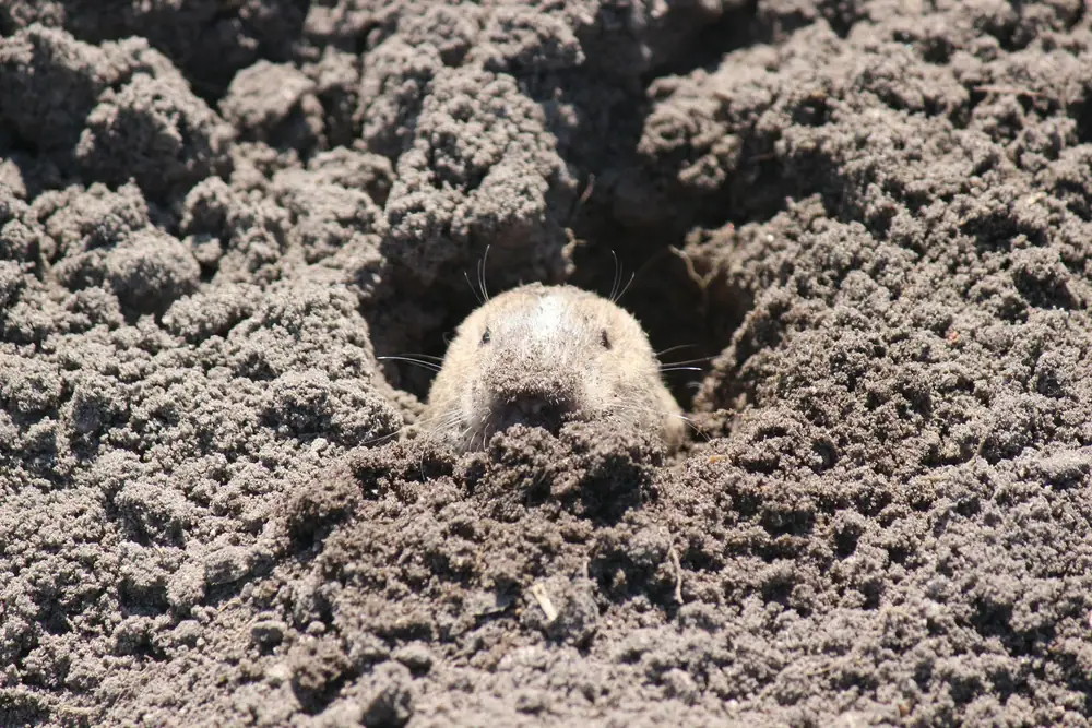 A pocket gopher pushing out of a fresh mound of loose soil