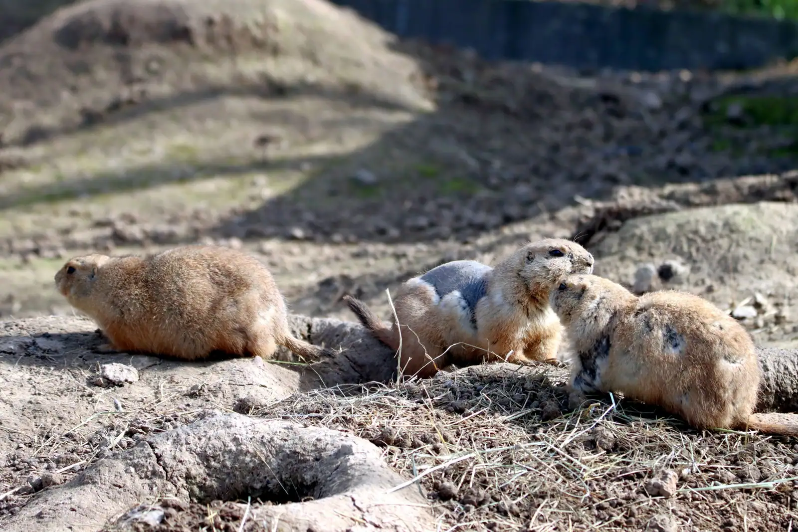 Prairie dogs on the mounds of their colony