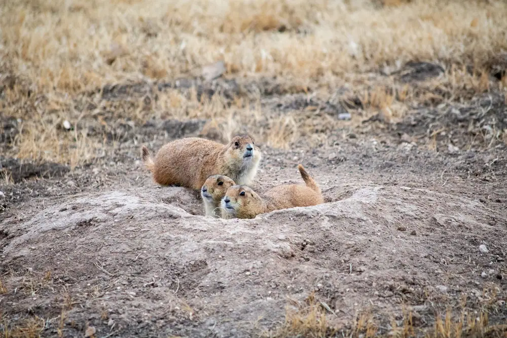 Black-tailed prairie dogs at the mound of their burrow in dry grass