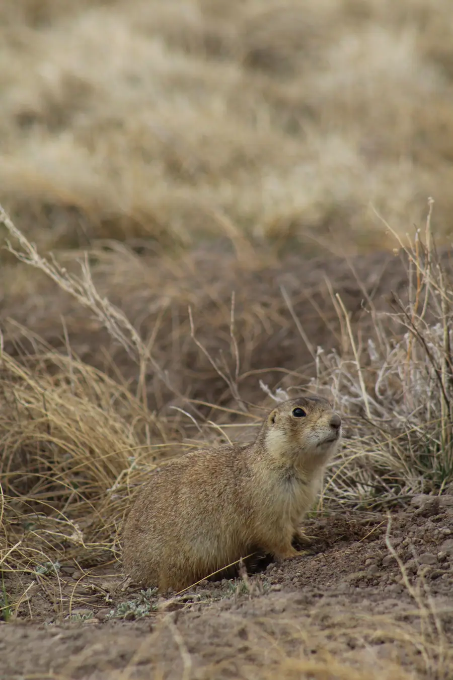 A black-tailed prairie dog sitting low in dry grassland
