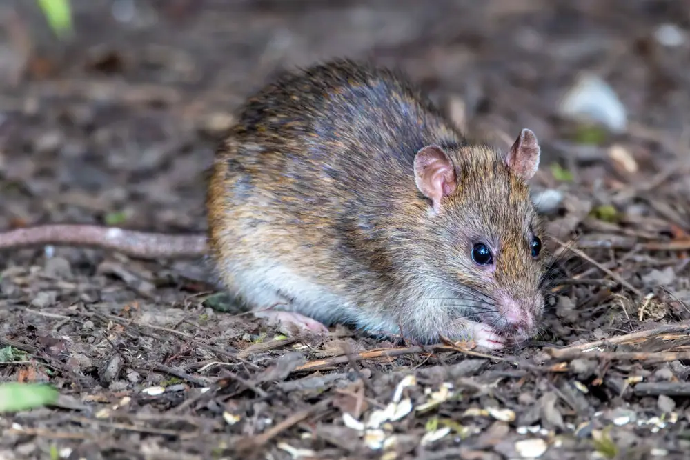 A brown rat foraging on the ground outside
