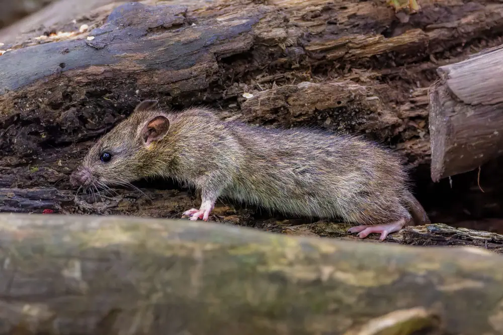 A brown rat moving along a log at the edge of a yard