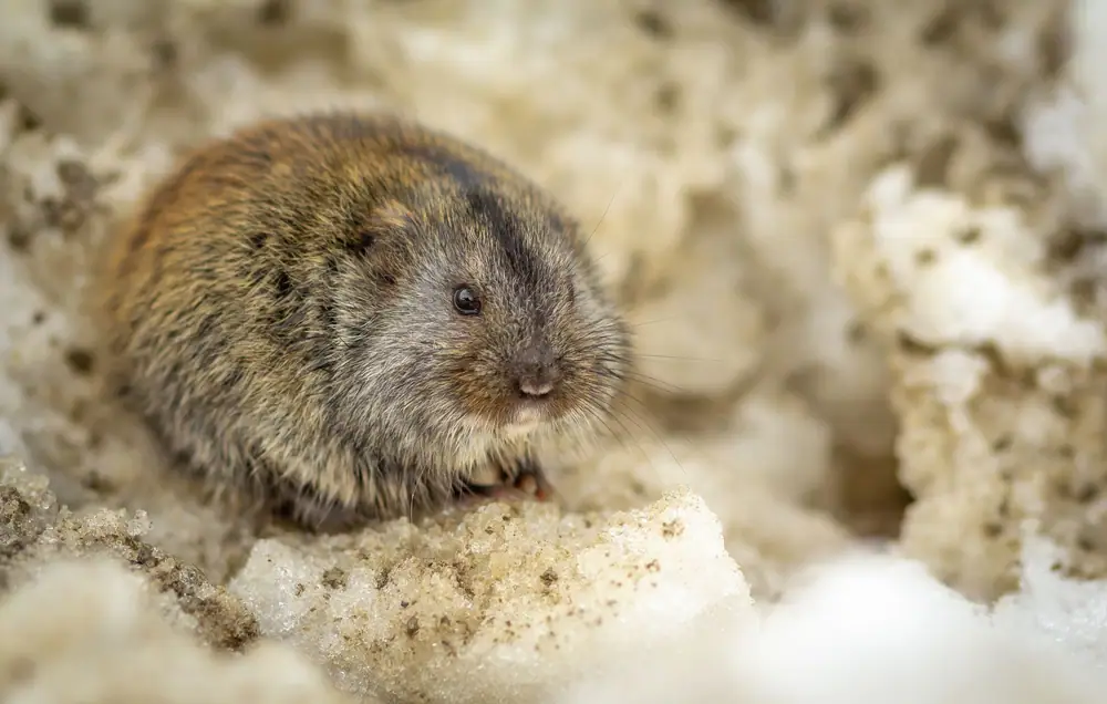A meadow vole tucked into snow, the season voles do their tunneling